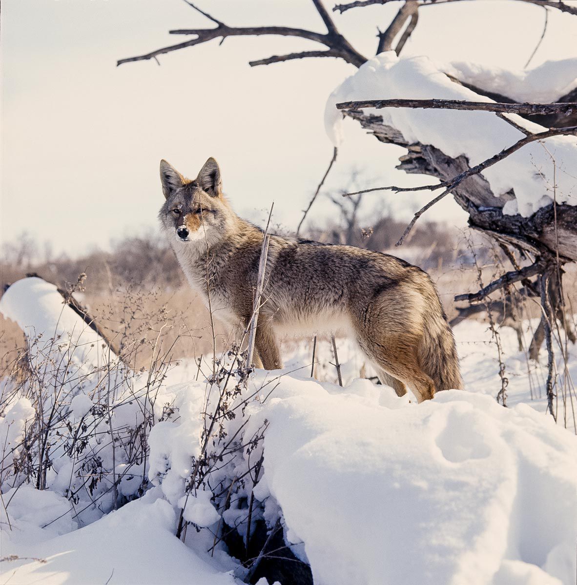 Lancaster County Coyote